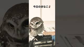 今日のきなこ🦉 #cute #owl #インドコキンメフクロウ #かわいい動物 #きなこ #フクロウ #animal #アニマル #フクロウのいる暮らし #フクロウのいる生活 #動物