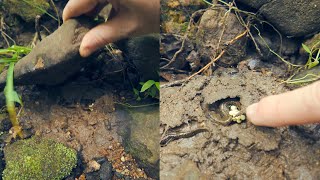 Looking Under Rocks (ASMR)