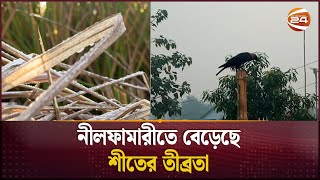 নীলফামারীতে বেড়েছে শীতের তীব্রতা | Winter Update | Channel 24