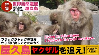 さすらいのヤクザルを目撃！完全野生ザル 屋久島 西部林道（世界自然遺産） / ヤクシマザル ヤクニホンザル monpai monyet サル 猿 子ザル 小猿