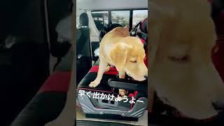 早く出かけようよー　なロイ君^ - ^ #labradorretriever  #ラブラドールレトリバー  #子犬  #犬  #dog