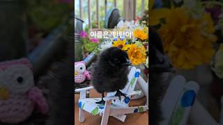 드디어 병아리 손자봤어요. Baby chick hatched