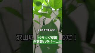 ベランダ菜園ハラペーニョ✨（沢山収穫できる野菜）