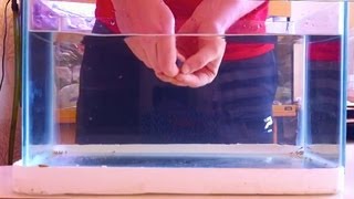 How to Strip Female African Cichlids with Fry After Care  [HD]