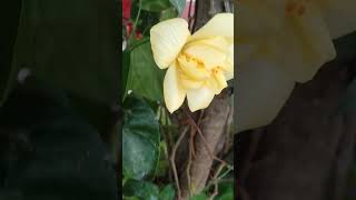 Hibiscus yellow flower today beautiful flower today flowers natural beauty YouTube