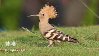 戴勝 Eurasian Hoopoe (Upupa epops)