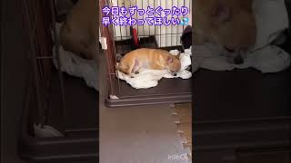 チロル🐶生理が始まりました💦　#チロル #生理 #チワワ