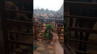 Jay Shree Ram 🚩🚩🙏🙏❤️❤️#trending #viralvideo #animals #gaumata @Gau.mata.ki.sewa.