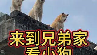 来到兄弟家看小狗喜欢中华田园犬请关注 广西土猎犬