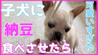 #66 愛犬に納豆を食べさせたら必死すぎて超絶可愛かった😱フレブル生後７か月