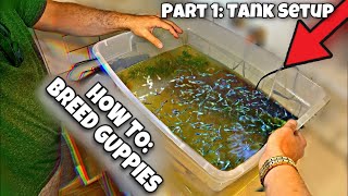Breeding Guppies For Beginners (Part 1 Tank Setup)