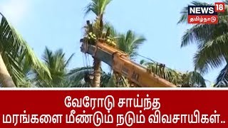 வேரோடு சாய்ந்த தென்னை மரங்களை மீண்டும் நட்டு உயிர்கொடுக்கும் முயற்சியில் விவசாயிகள்..