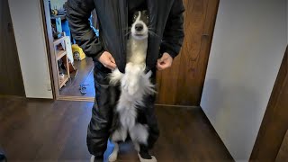 ボーダーコリー犬が可愛い過ぎる芸を覚えた A dog that learned too cute tricks