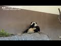 足も使って朝ごはん🌿【たった今】アドベンチャーワールド、楓浜🍁【毎週パンダ2022 05 03】panda just now cute panda video