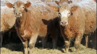 Williamson Farms - February Delivery Char X Heifers (Lomond, AB)