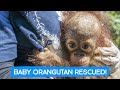 ORANGUTAN BABY RESCUE!