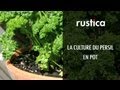 La culture du persil en pot