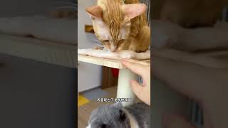 实木猫爬架，美观，经久耐用！#猫爬架   抖音