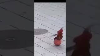 Rooster playing with football funny.. #rooster #ronaldo #funny #meme #algorithm