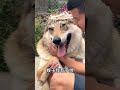 听说有人不信我是狼犬？a fierce wolf dog 🐺🐺🐺 dog wolfdogs 搞笑 animals funny