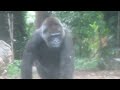 雨の日のハオコファミリー 【rainy day】western lowland gorilla haoko family in ueno zoo【284】2021.07.01