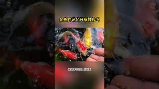 金鱼的记忆只有数秒吗? #科普 #冷知识 #动物世界 #金鱼 #金鱼的记忆 #鱼类