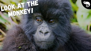 Gorillas Are Monkeys, and So Are You! You Can't Evolve Out of a Clade.