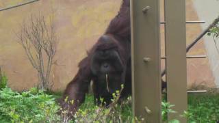 オランウータンの弟路郎　外でゆったり（20100526）円山動物園　Orangutan