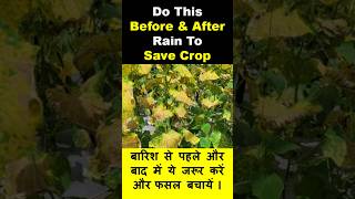 Do This Before \u0026 After Rain To Save Your Crop #LateBlight  #farming #DowneyMildew #agriculture