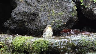 山中湖 大洞の泉のキビタキ（雄・若鳥）の水浴び　その１１（4K60P動画）