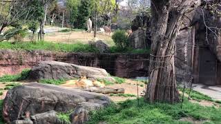 【天王寺動物園】アフリカサバンナエリア【ライオン、キリン、