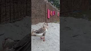 রাজহাঁস #viral #foryou #new #youtubeshorts