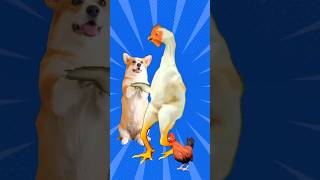 Funny Chicken Dance 🐔🐥 #chikensong #chickendance