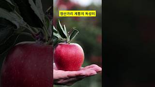 사과 아침마다 이렇게 먹으면 뇌졸증옵니다. 올바른 섭취로 건강하게 드세요...#shorts #건강정보 #사과먹는법