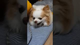 狂犬の匍匐前進です！！