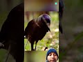 crow interestingfacts birds