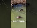 カルガモ　 野鳥　 水鳥　 カルガモ　 可愛い　 shorts