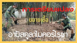 เตรียมแปลงขยายเชื้อราอาบัสคูลาไมคอร์ไรซา  |บ้านสวนลุงหนวดปะอาว