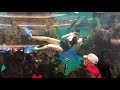 大葉高島屋餵魚秀 fish feeding show