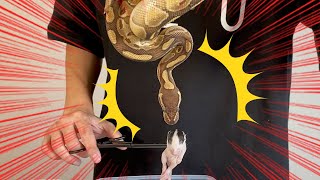 Snake Feeding Transition: Ball Python Switching from Mice to Rats