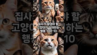 집사가 알아야 할 고양이가 싫어하는 행동 Top10