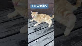 【アメショ】おはよう猫　いってらっしゃい　 #shorts