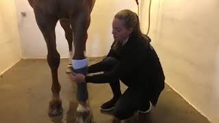 How I Bandage My Horses Before Training Sessions