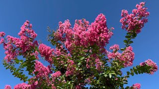 2022/08/04　絶景です！　夏空に映える色鮮やかな百日紅の花　その４　〜愛媛県大洲市〜