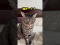 【イカ耳catピノレンジャー参上！！】 shorts 猫 保護猫 イカ耳