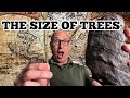 Amazing Preflood World - Horsetails and Club Moss the Size of Trees!  #shorts