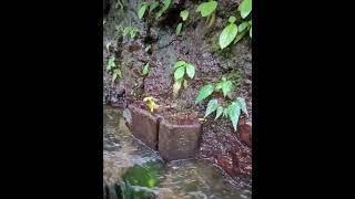 荷蘭古道 高頂山 北五指山 內雙溪古道水路 坪頂古圳