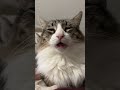 funny sleeping cat