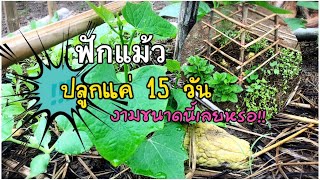 ปลูกฟักแม้ว 15 วัน โตไวเกินคาดมาก