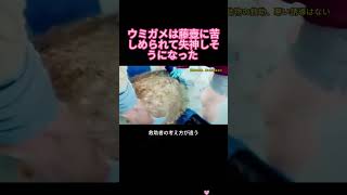 ウミガメは藤壺に苦しめられて失神しそうになった #動物科学# 動物世界 #野生動物# 動物 #動物解説# 解説 #動物エピソード# 野外 #自然 # 藤壺 #解凍# 非常に快適 #正エネルギー